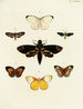 Butterflies from different countries present on the three continents Asia, Africa, and America Pl044 - Pieter Cramer — artwork view