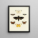 Butterflies from different countries present on the three continents Asia, Africa, and America Pl044 - Pieter Cramer — framed artwork on a wall