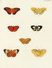 Butterflies from abroad present on the three continents Asia Africa and America Pl045 - Pieter Cramer — artwork view