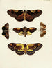 Butterflies from different countries present on the three continents Asia, Africa, and America Pl046 - Pieter Cramer — artwork view