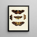 Butterflies from different countries present on the three continents Asia, Africa, and America Pl046 - Pieter Cramer — framed artwork on a wall