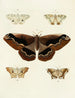 Butterflies from different countries present on the three continents Asia, Africa, and America Pl047 - Pieter Cramer — artwork view