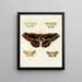 Butterflies from different countries present on the three continents Asia, Africa, and America Pl047 - Pieter Cramer — framed artwork on a wall