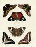 Butterflies from different continents Asia Africa and America Pl048 - Pieter Cramer — artwork view