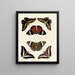 Butterflies from different continents Asia Africa and America Pl048 - Pieter Cramer — framed artwork on a wall