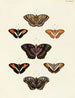 Butterflies from abroad present on the three continents Asia Africa and America Pl049 - Pieter Cramer — artwork view