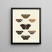 Butterflies from abroad present on the three continents Asia Africa and America Pl049 - Pieter Cramer — framed artwork on a wall