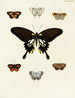 Papillons étrangers présents sur les trois continents Asie Afrique et Amérique Pl050 - Pieter Cramer — artwork view