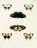 Butterflies from different countries present on the three continents Asia, Africa, and America Pl051 - Pieter Cramer — artwork view