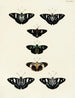 Butterflies from different continents Asia Africa and America Pl052 - Pieter Cramer — artwork view
