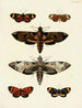 Butterflies from different countries present on the three continents Asia, Africa, and America Pl053 - Pieter Cramer — artwork view