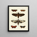 Butterflies from different countries present on the three continents Asia, Africa, and America Pl053 - Pieter Cramer — framed artwork on a wall