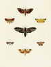 Papillons étrangers présents sur les trois continents Asie Afrique et Amérique Pl054 - Pieter Cramer — artwork view