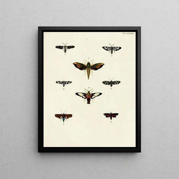 Papillons étrangers présents sur les trois continents Asie Afrique et Amérique Pl055 - Pieter Cramer — framed artwork on a wall