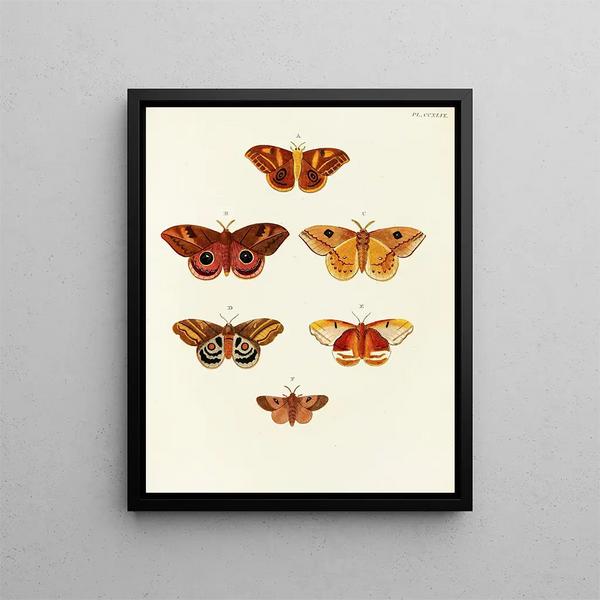 Papillons étrangers présents sur les trois continents Asie Afrique et Amérique Pl056 - Pieter Cramer — framed artwork on a wall