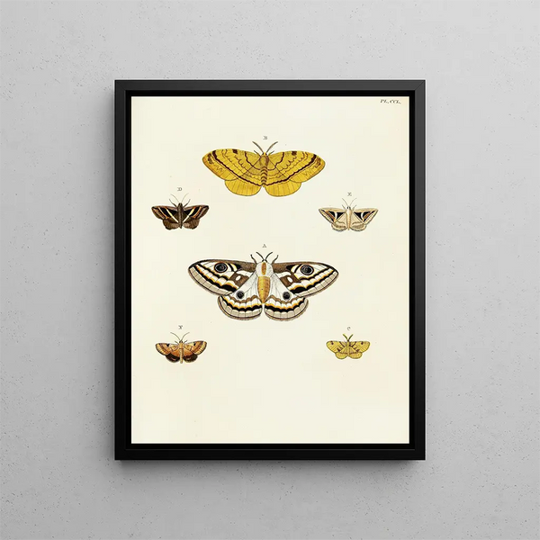Butterflies from different countries present on the three continents Asia, Africa, and America Pl057 - Pieter Cramer — framed artwork on a wall