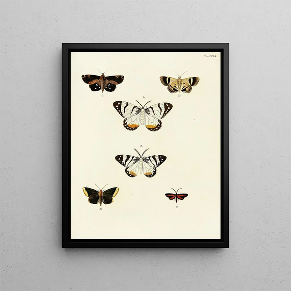 Butterflies from abroad present on the three continents Asia Africa and America Pl058 - Pieter Cramer — framed artwork on a wall