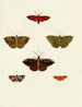 Butterflies from abroad present on the three continents Asia Africa and America Pl059 - Pieter Cramer — artwork view