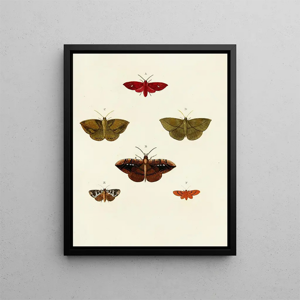 Butterflies from abroad present on the three continents Asia Africa and America Pl059 - Pieter Cramer — framed artwork on a wall