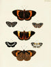 Butterflies from different countries present on the three continents Asia, Africa, and America Pl060 - Pieter Cramer — artwork view