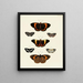 Butterflies from different countries present on the three continents Asia, Africa, and America Pl060 - Pieter Cramer — framed artwork on a wall
