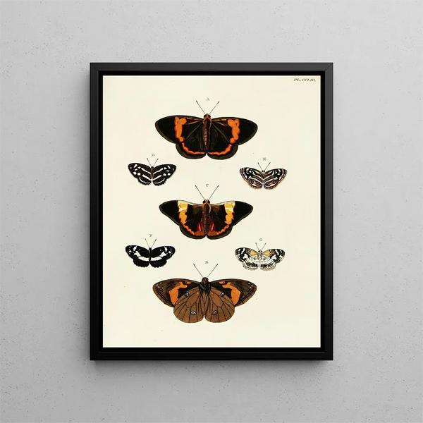 Butterflies from different countries present on the three continents Asia, Africa, and America Pl060 - Pieter Cramer — framed artwork on a wall