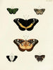 Butterflies from different continents Asia Africa and America Pl061 - Pieter Cramer — artwork view