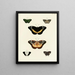Butterflies from different continents Asia Africa and America Pl061 - Pieter Cramer — framed artwork on a wall