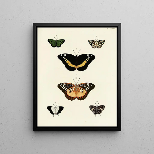 Butterflies from different continents Asia Africa and America Pl061 - Pieter Cramer — framed artwork on a wall