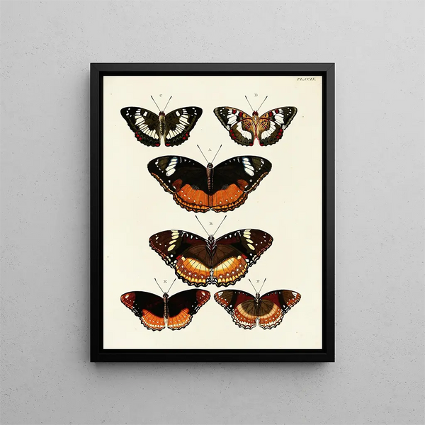 Butterflies from different countries present on the three continents Asia Africa and America Pl062 - Pieter Cramer — framed artwork on a wall