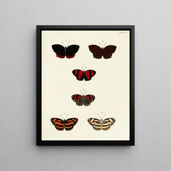 Butterflies from different countries present on the three continents Asia, Africa, and America Pl063 - Pieter Cramer — framed artwork on a wall