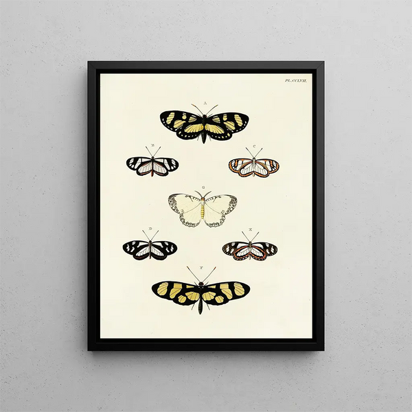 Butterflies from different countries present on the three continents Asia Africa and America Pl064 - Pieter Cramer — framed artwork on a wall