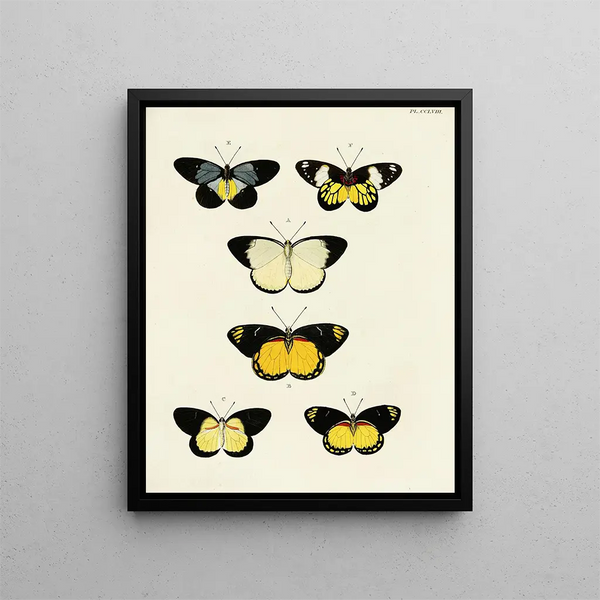 Butterflies from different countries present on the three continents Asia, Africa, and America Pl065 - Pieter Cramer — framed artwork on a wall