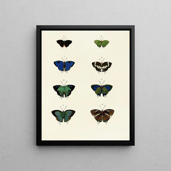 Butterflies from different countries present on the three continents Asia, Africa, and America Pl066 - Pieter Cramer — framed artwork on a wall