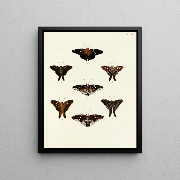 Butterflies from different countries present on the three continents Asia, Africa, and America Pl067 - Pieter Cramer — framed artwork on a wall