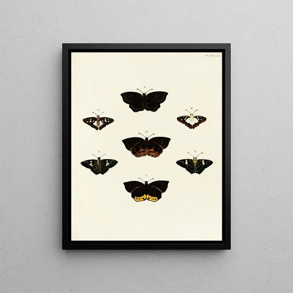 Butterflies from different countries present on the three continents Asia, Africa, and America Pl068 - Pieter Cramer — framed artwork on a wall