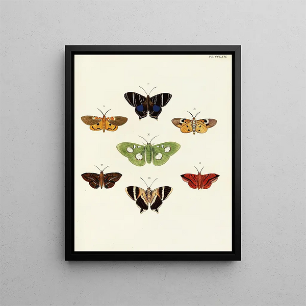 Butterflies from different countries present on the three continents Asia, Africa, and America Pl069 - Pieter Cramer — framed artwork on a wall