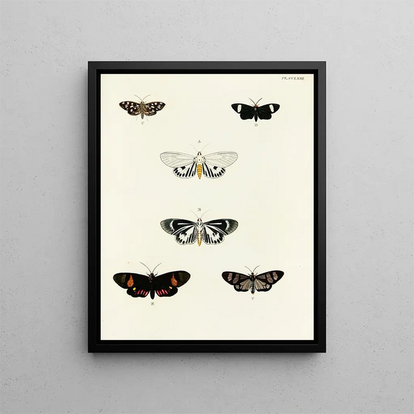 Butterflies from abroad present on the three continents Asia Africa and America Pl070 - Pieter Cramer — framed artwork on a wall