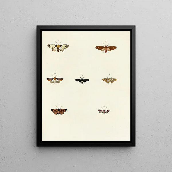 Butterflies from different countries present on the three continents Asia Africa and America Pl071 - Pieter Cramer — framed artwork on a wall