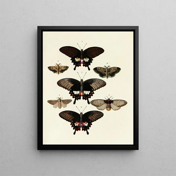 Butterflies from different countries present on the three continents Asia, Africa, and America Pl072 - Pieter Cramer — framed artwork on a wall