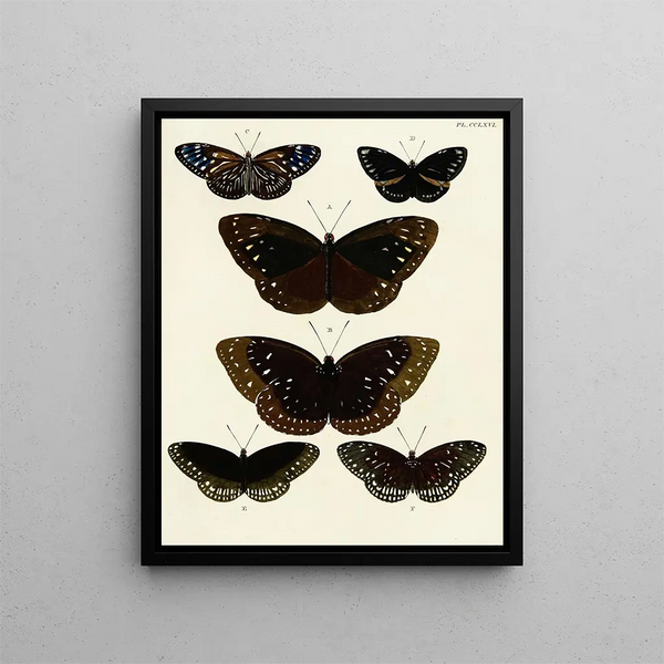 Butterflies from different countries present on the three continents Asia Africa and America Pl073 - Pieter Cramer — framed artwork on a wall