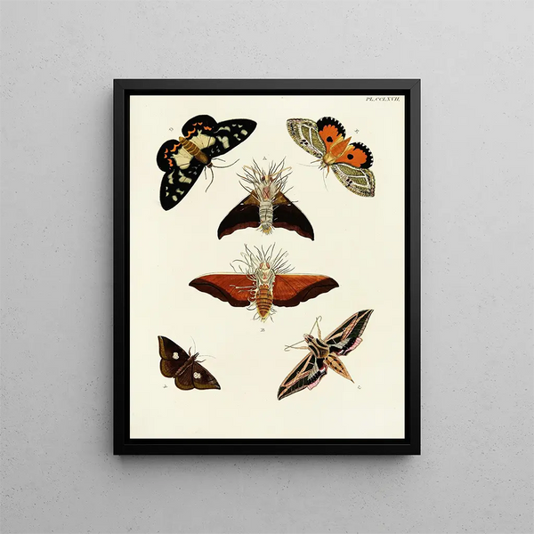 Butterflies from different countries present on the three continents Asia, Africa, and America Pl074 - Pieter Cramer — framed artwork on a wall