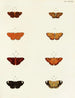 Butterflies from different countries present on the three continents Asia, Africa, and America Pl078 - Pieter Cramer — artwork view