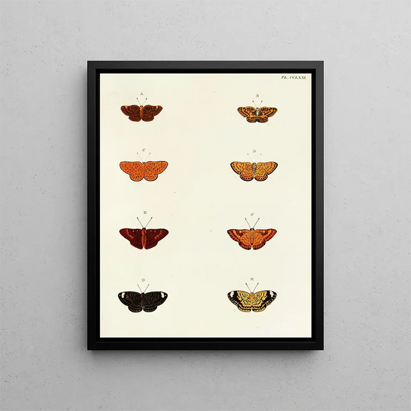 Butterflies from different countries present on the three continents Asia, Africa, and America Pl078 - Pieter Cramer — framed artwork on a wall