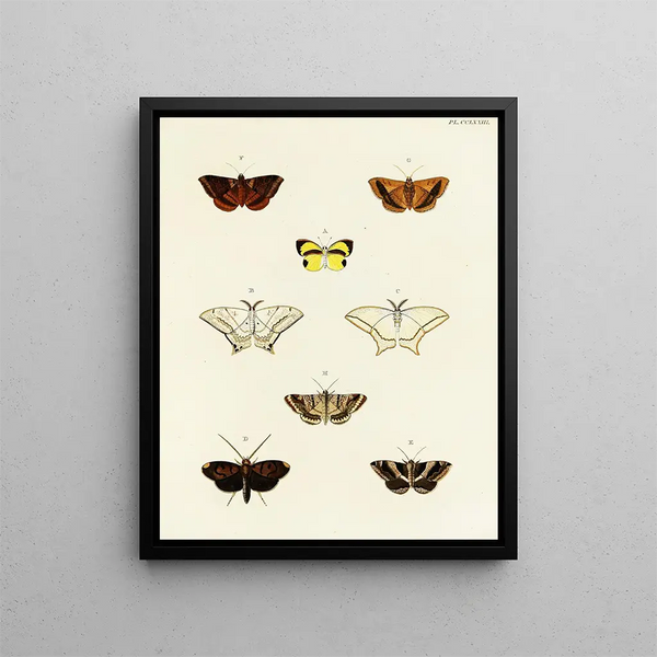 Butterflies from abroad present on the three continents Asia Africa and America Pl080 - Pieter Cramer — framed artwork on a wall