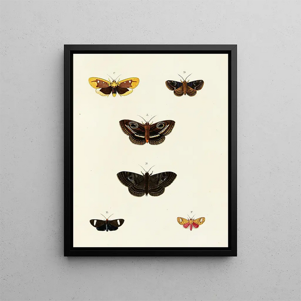 Butterflies from different countries present on the three continents Asia, Africa, and America Pl081 - Pieter Cramer — framed artwork on a wall