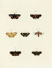 Butterflies from different countries present on the three continents Asia, Africa, and America Pl083 - Pieter Cramer — artwork view
