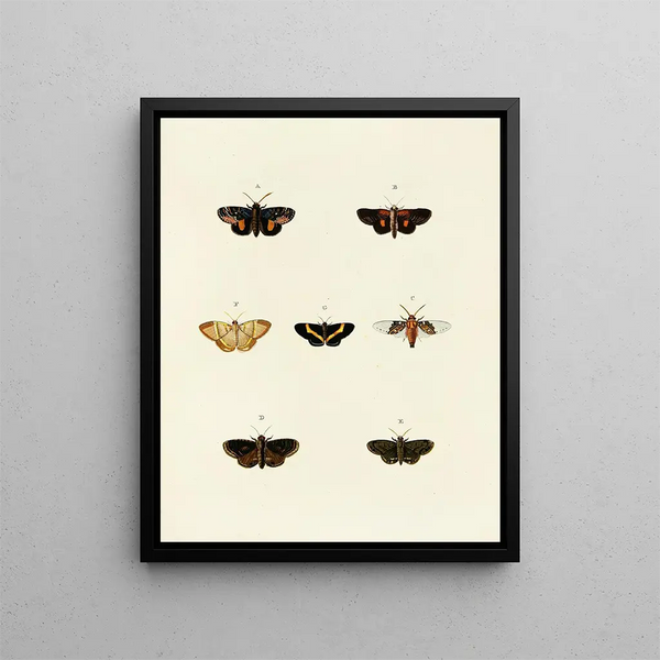 Butterflies from different countries present on the three continents Asia, Africa, and America Pl083 - Pieter Cramer — framed artwork on a wall