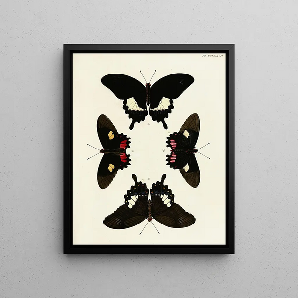 Butterflies from abroad present on the three continents Asia Africa and America Pl084 - Pieter Cramer — framed artwork on a wall