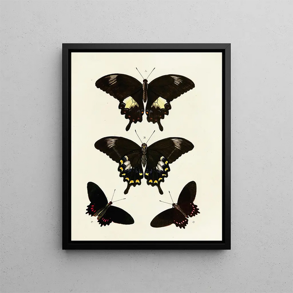 Butterflies from different countries present on the three continents Asia, Africa, and America Pl085 - Pieter Cramer — framed artwork on a wall
